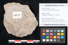Foto (Objekt + Etikett) von Puccinites zosterae Ettingshausen (NHMW-GEO-2024-0188-6622)